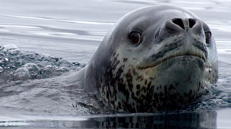 8 Arctic rick sammon leopard seal 800x450