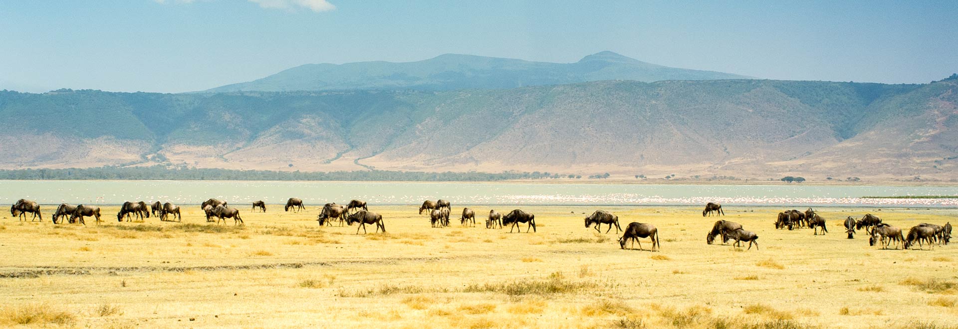 Africa Tanzania Herd