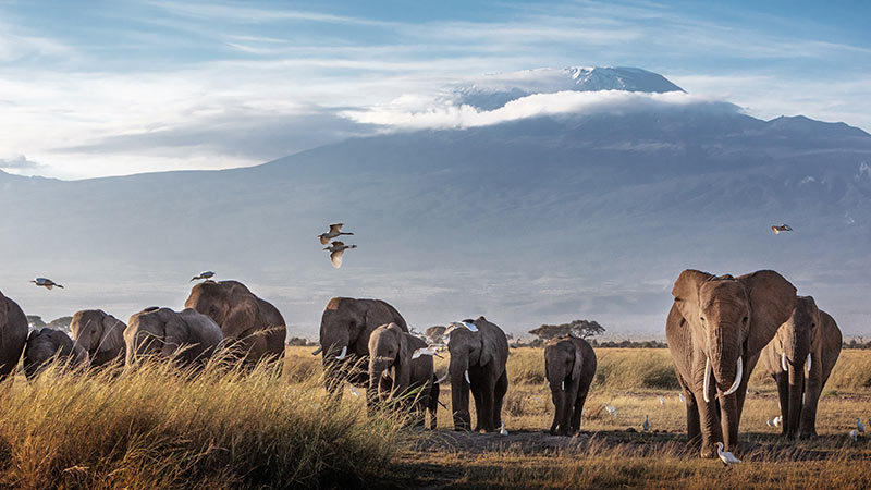 Africa Kenya Amboseli Mount Kilimanjaro Elephant 2