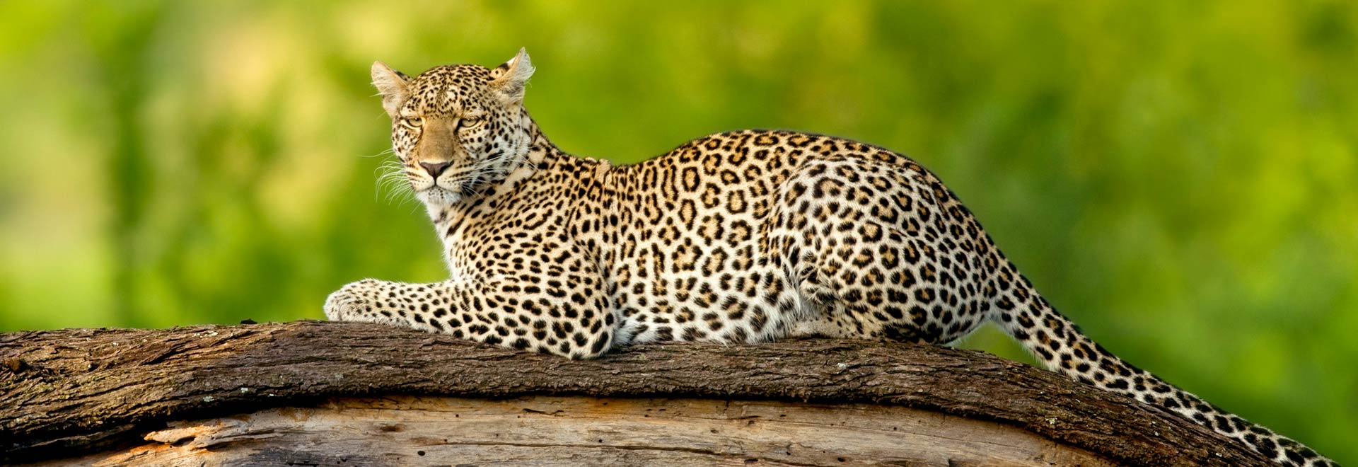 Africa Kenya Safari In Style Leopard in Tree MH