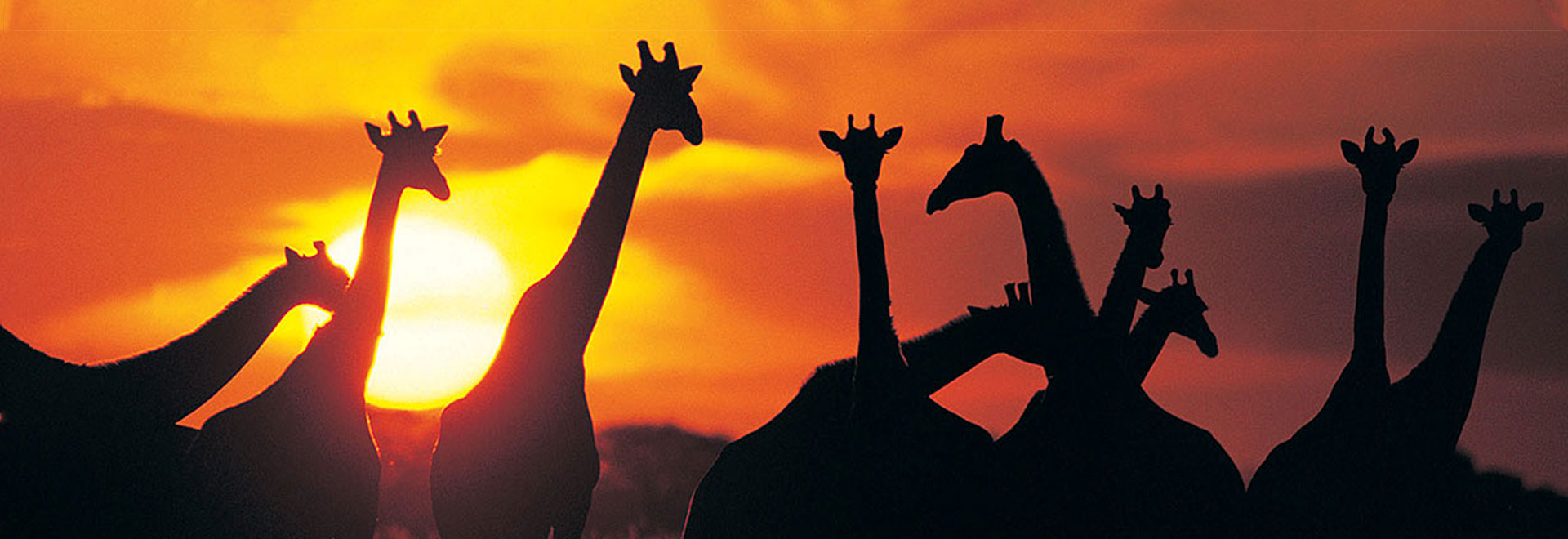 Africa Signature Bostwana Giraffes Sunset MH