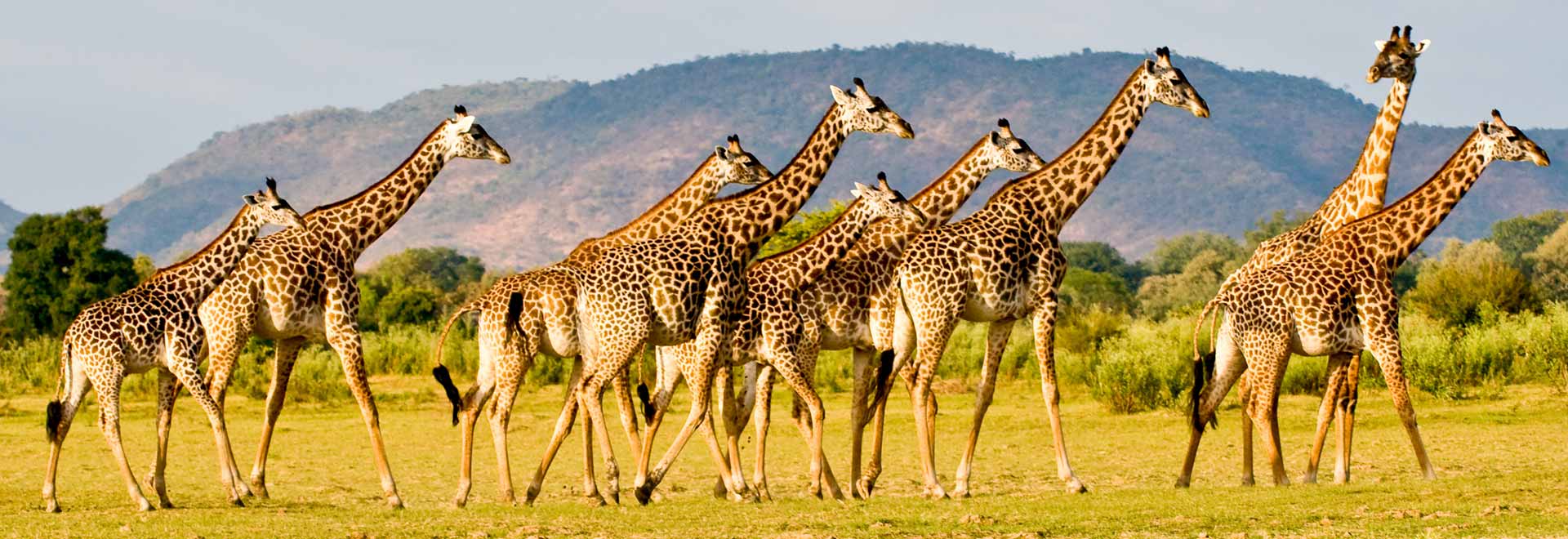 Southern Africa Zambia Field Of Giraffes