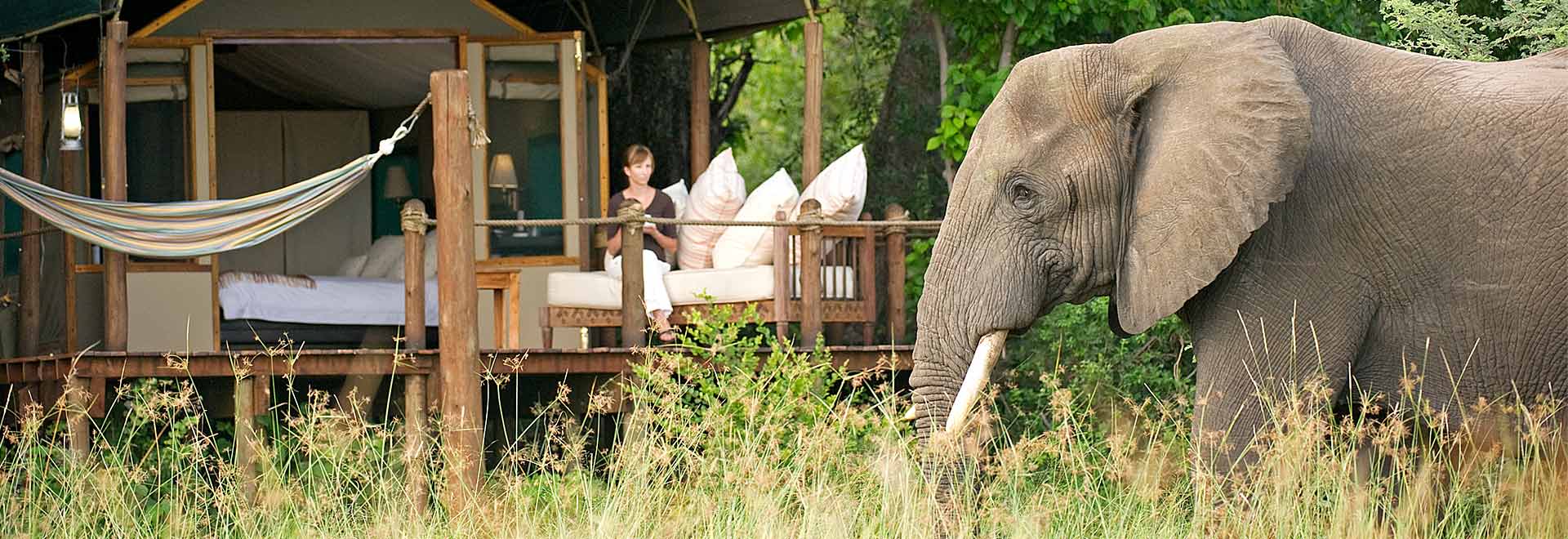 South Africa Hotel Elephant