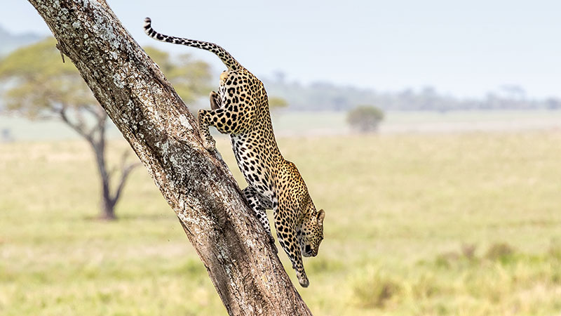 Africa Tanzania Serengeti Leopard Tree 5