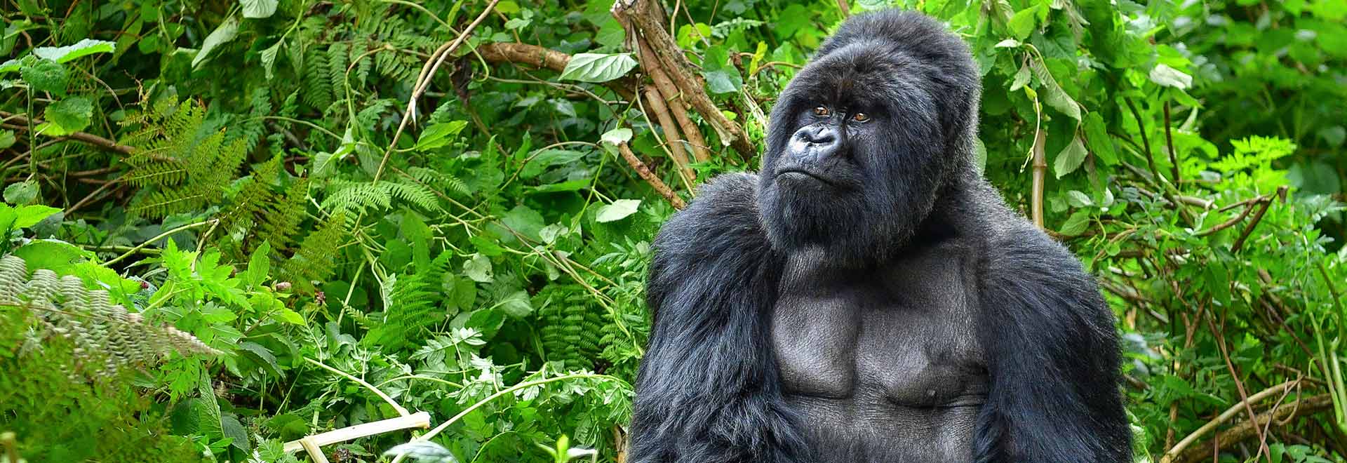 Africa Uganda Gorillas and Beyond MH