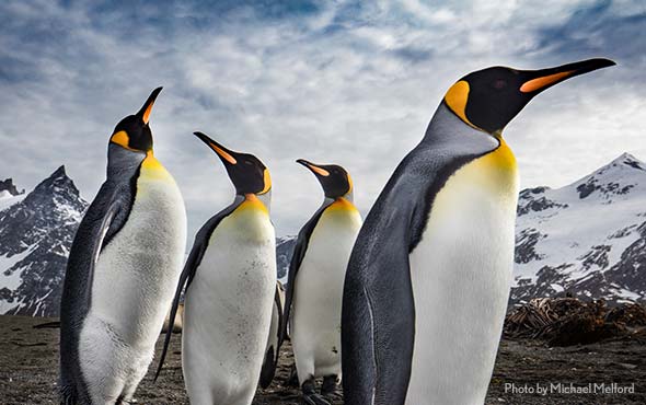 Antarctica, South Georgia & Falklands: Photography Adventure