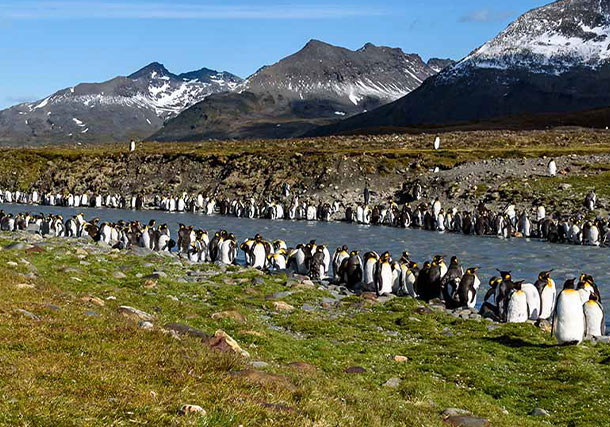 Antarctica South Georgia Penguins Landscape search