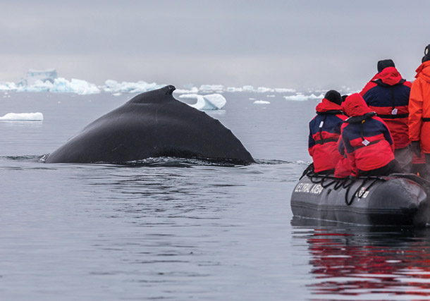 Antarctica Whale Close up search