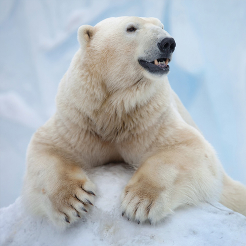Arctic Iceberg Polar Bear