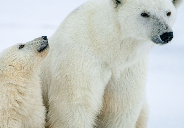 Arctic Polar Bear Family search