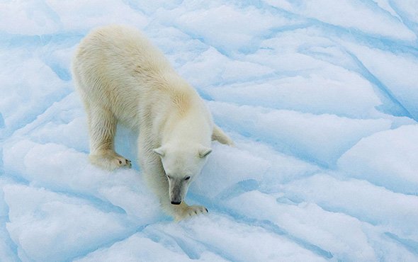 Arctic Cruise Adventure: In Search of the Polar Bear