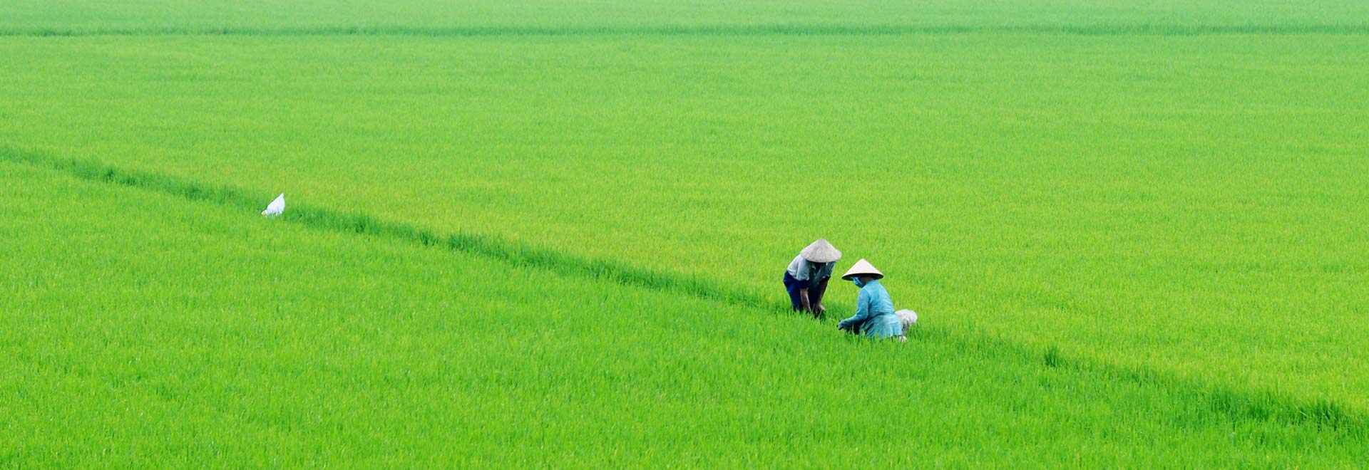 Travel Vietnam couple working rice paddies