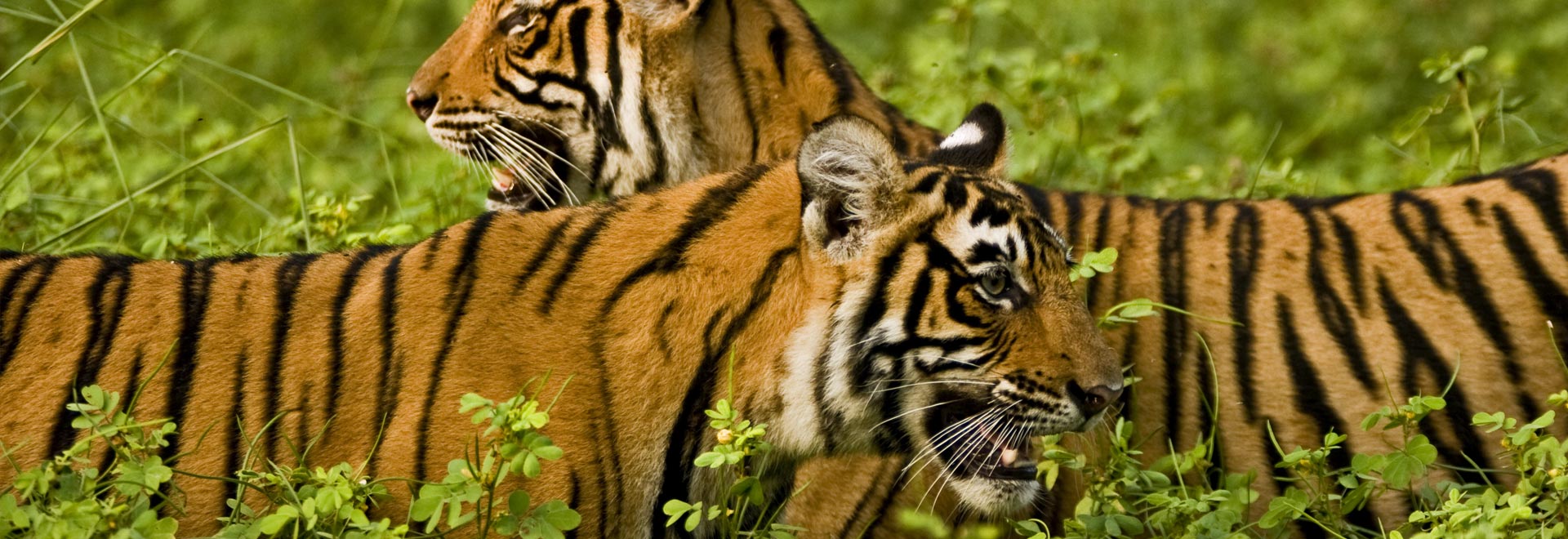 Asia TM India Wildlife Golden Triangle Tigers MH